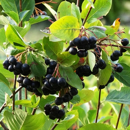 Рябина черноплодная (Арония) Викинг Рябина черноплодная (Арония) Викинг