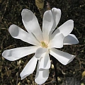 Магнолия Stellata Waterlily 80-100 Магнолия Stellata Waterlily 80-100