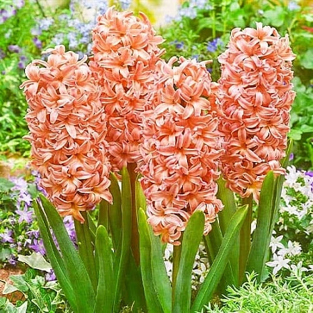 Гиацинт Gipsy Queen (3 шт. в уп.)