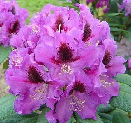 Рододендрон Rasputin 25-35 см