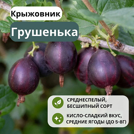 Крыжовник Грушенька С2