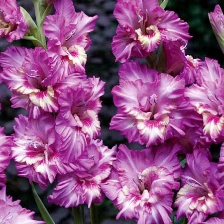 Гладиолус Vuvuzela (уп. 7 шт)