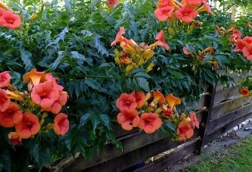 Кампсис Мадам Гален Кампсис Мадам Гален