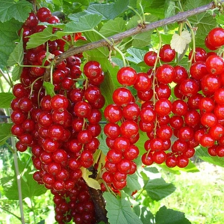 Смородина красная Йонкер ван тетс Смородина красная Йонкер ван тетс