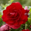 Бегония Double Red (2 шт. в уп.) Бегония Double Red (2 шт. в уп.)