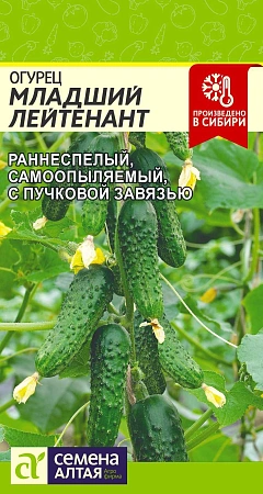 Огурец Младший лейтенант F1, 5 шт (Сем Алт)