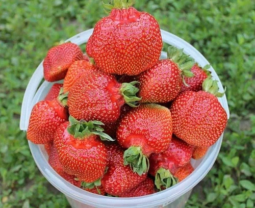 Клубника Чамора Туруси Клубника Чамора Туруси