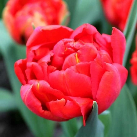 Тюльпан Viking