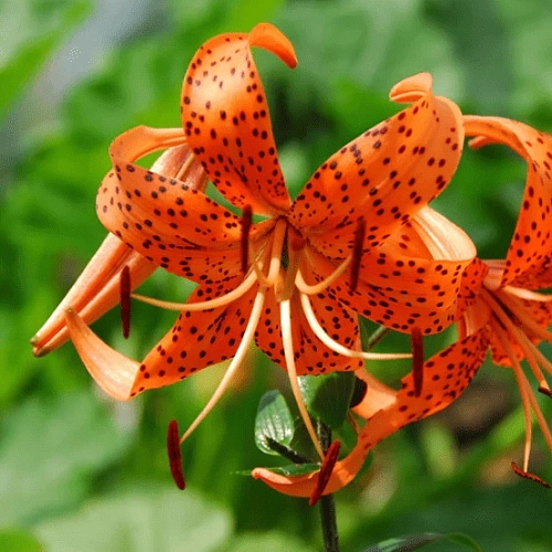 Лилия Tigrinum Splendens (уп. 1 шт) Лилия Tigrinum Splendens (уп. 1 шт)