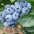 Голубика высокорослая Duke 30-50 см Голубика высокорослая Duke 30-50 см
