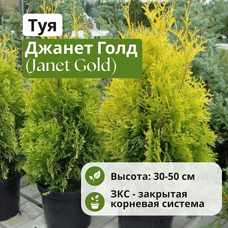 Туя Джанет Голд (Janed Gold) западная 30-50 см