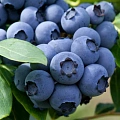 Голубика Денис Блю (Denise Blue) С3 Голубика Денис Блю (Denise Blue) С3