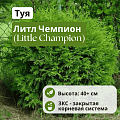Туя Литл Чемпион (Little Champion) шаровидная С3 40+ Туя Литл Чемпион (Little Champion) шаровидная С3 40+