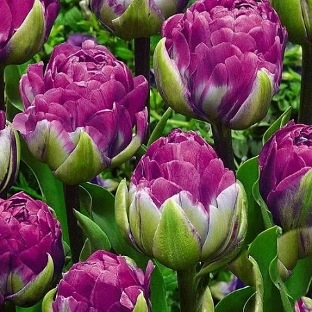 Тюльпан Blue Wow (5 шт. в уп.)