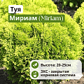 Туя Мириам (Miriam) западная С3 20-25 см Туя Мириам (Miriam) западная С3 20-25 см