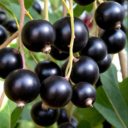 Смородина Пигмей черная Смородина Пигмей черная