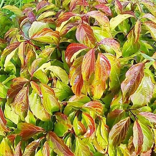 Дерен Kelseyi отпрысковый 40-60 см Дерен Kelseyi отпрысковый 40-60 см