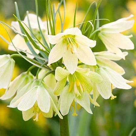 Фритиллярия (Рябчик) Raddeana (1 шт. в уп.)