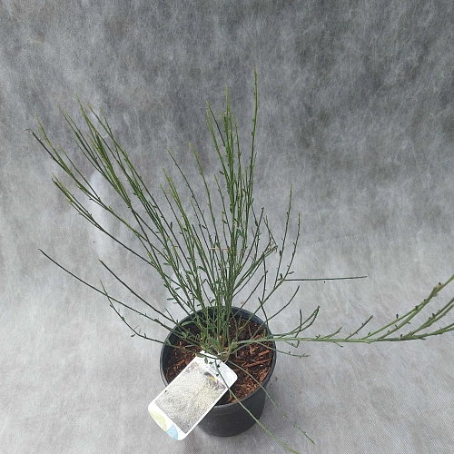 Ракитник Albus ранний С2 Ракитник Albus ранний С2