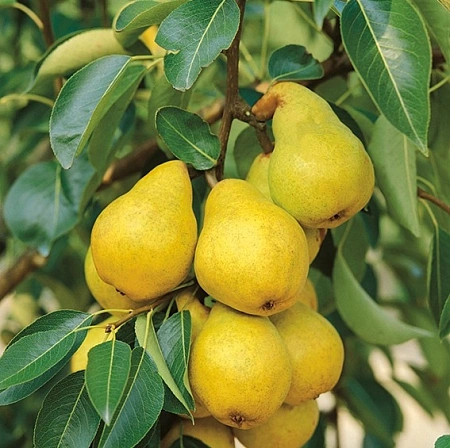 Груша Купава (однолетка) Груша Купава (однолетка)