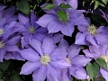 Клематис Блю Джем Клематис Блю Джем