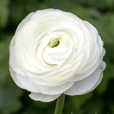 Ранункулюс White (уп. 10 шт)
