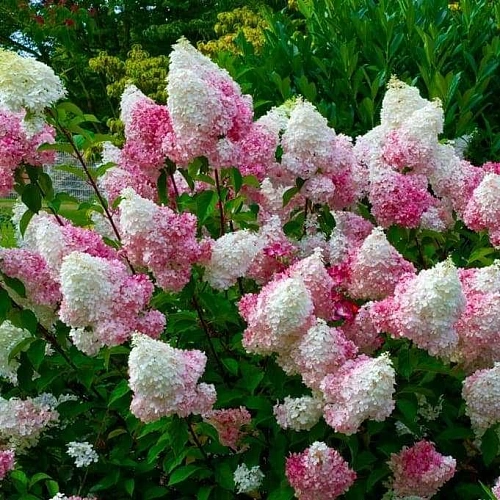 Гортензия Pink Lady метельчатая С3 Гортензия Pink Lady метельчатая С3