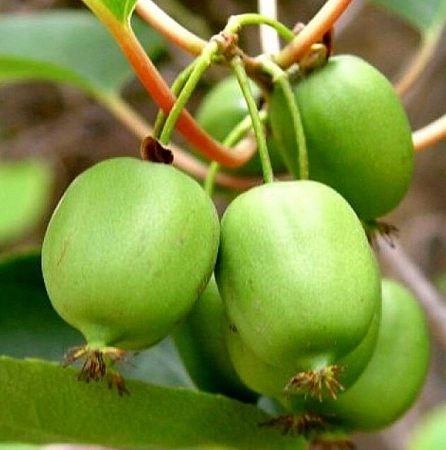 Актинидия аргута женская