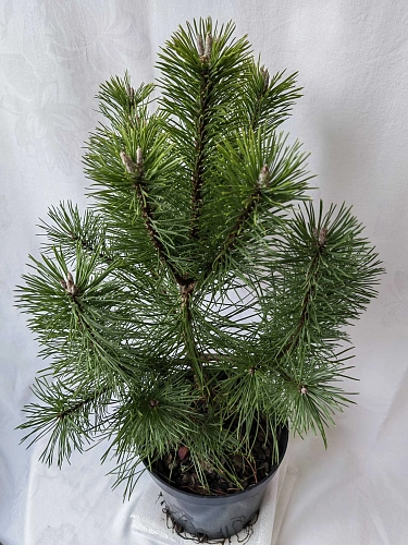 Сосна Унцината (Uncinata) 30-40 см горная Сосна Унцината (Uncinata) 30-40 см горная