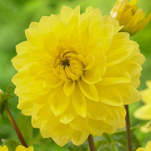 Георгина American Sun (уп. 1 шт) Георгина American Sun (уп. 1 шт)