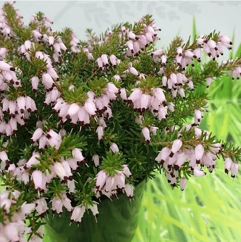 Эрика Jenny Porter дарленская Эрика Jenny Porter дарленская