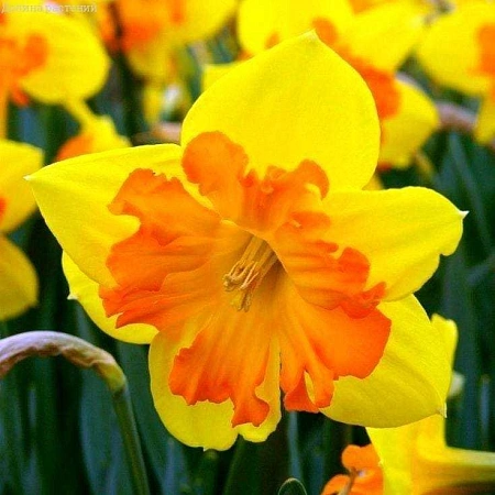 Нарцисс Tiritomba (5 шт. в уп.)