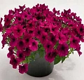 Петуния ампельная Петуния ампельная