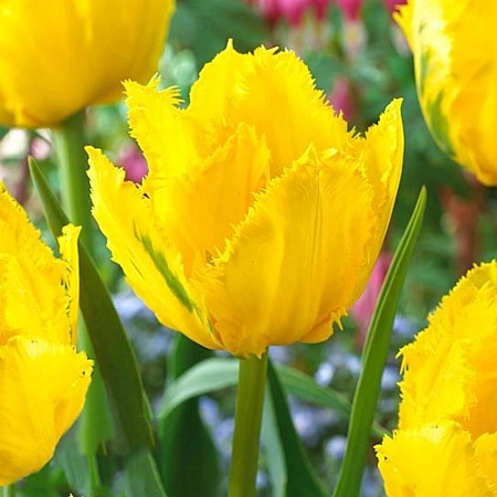 Тюльпан Crispy Mary (5 шт. в уп.)