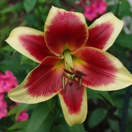 Лилия Double Red Dutch