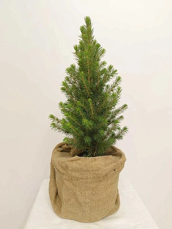 Ель канадская Коника (Conica) 70-80 см