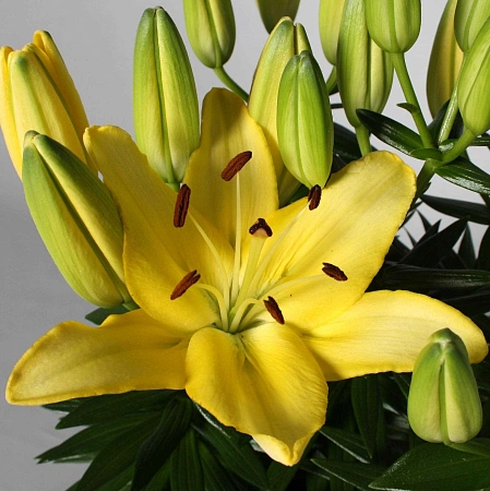 Лилия Goldwing (уп. 1 шт)