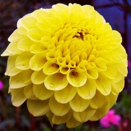 Георгина Golden Torch (уп. 1 шт) Георгина Golden Torch (уп. 1 шт)