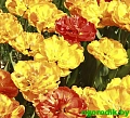 Тюльпан Sunlover (5 шт. в уп.) Тюльпан Sunlover (5 шт. в уп.)