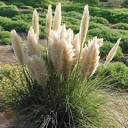 Кортадерия селло Pumila