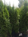 Туя Смарагд (Smaragd) западная 140-160 см Туя Смарагд (Smaragd) западная 140-160 см