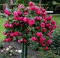Роза на штамбе Sangria (флорибунда) Роза на штамбе Sangria (флорибунда)