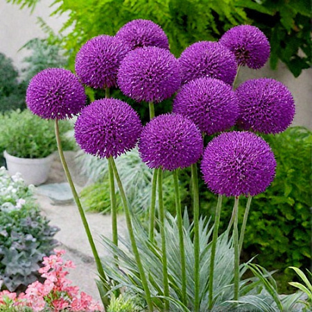 Аллиум Purple Sensation (5 шт. в уп.)