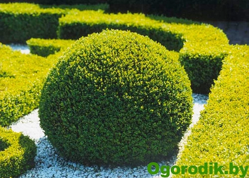 Самшит вечнозеленый 15-20 см Самшит вечнозеленый 15-20 см