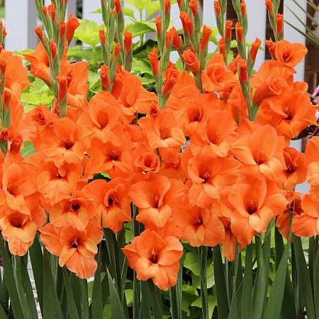 Гладиолус Royal Class (уп. 7 шт)