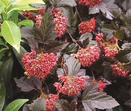 Пузыреплодник Red Baron калинолистный 40-60 см Пузыреплодник Red Baron калинолистный 40-60 см