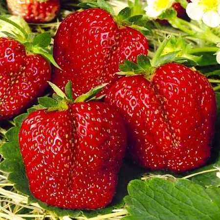 Клубника Мармелада