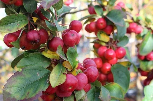 Яблоня декоративная Red Sentinel 100 см Яблоня декоративная Red Sentinel 100 см