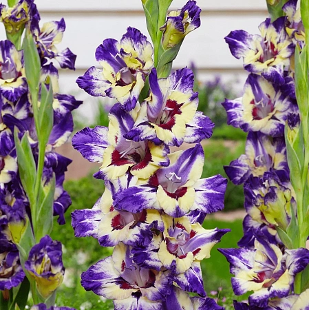 Гладиолус Circus Club (уп. 7 шт) Гладиолус Circus Club (уп. 7 шт)