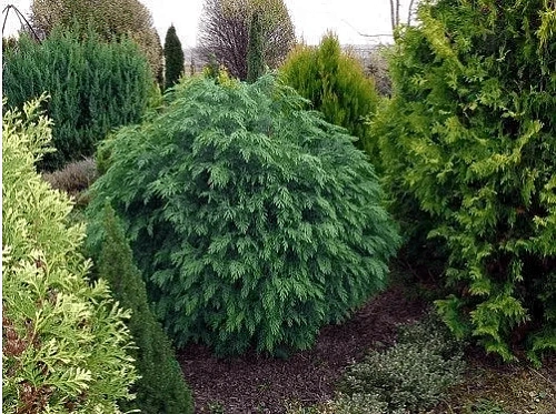 Кипарисовик Глобоза Лавсона Кипарисовик Глобоза Лавсона